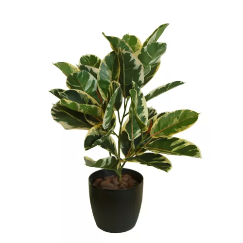 Rostlina Ficus Elastica Plant 70 cm Variegated 1081001