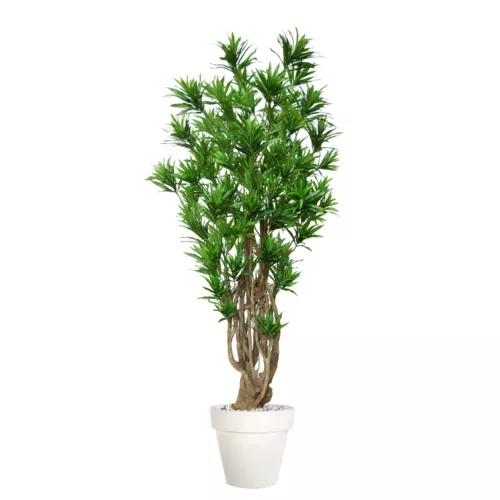 Rostlina Dracaena Reflexa Malabar 220 cm Green 4008A27