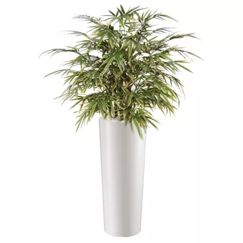 Rostlina-Bamboo-Japanese-Bush-80-cm-Variegated-1054V02