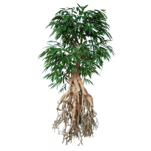 Longifolia Root Giant 250 cm Green 1058024