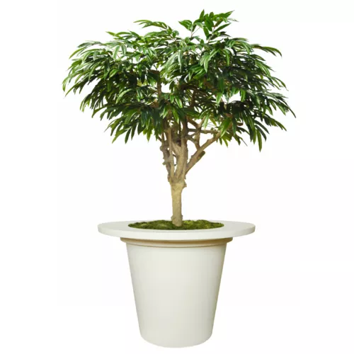 Longifolia Mini Nidra 250  cm Green  1089014