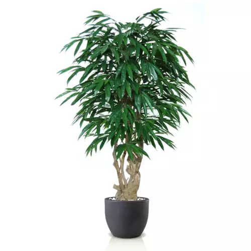 Longifolia Malabar 180 cm Green 1058005