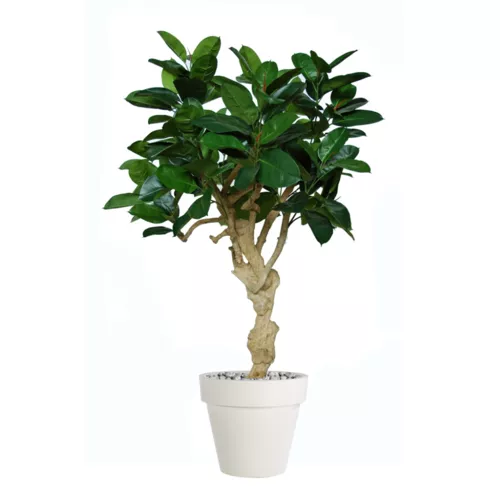 Rostlina Ficus Elastica Crown 180 cm Green 5426005