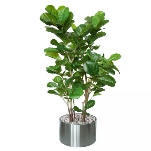 Rostlina Ficus Lyrata Wild Boschetto 200 cm Green 5660002