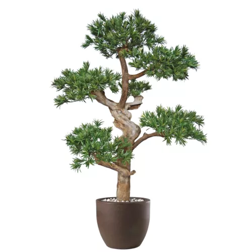 Podocarpus Pom Pom 190 cm Green 1093017