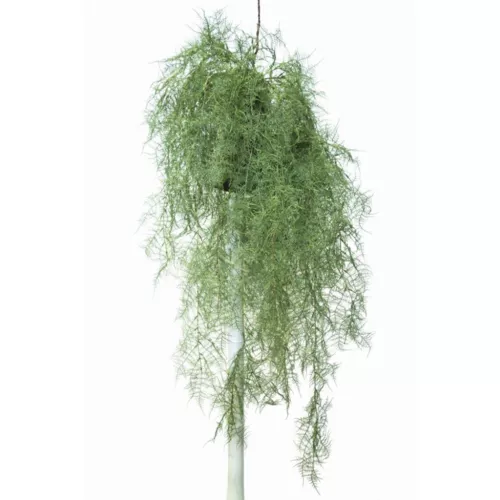 Hanging Sprengeri  110 cm Green 5616001