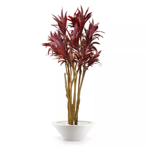 Rostlina Cordyline Florida 260 cm Red 1076003