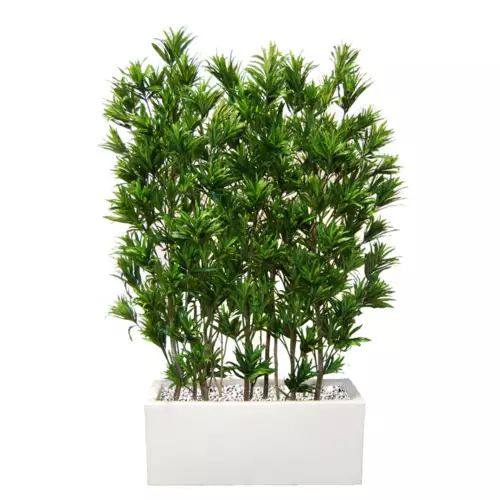 Rostlina Dracaena Reflexa Fence 180 Green cm 4008A25