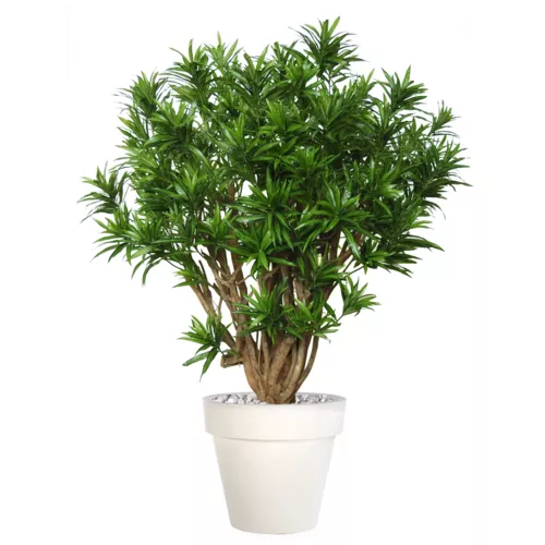 Rostlina Dracaena Reflexa Robusta 170 cm Green 4008A24