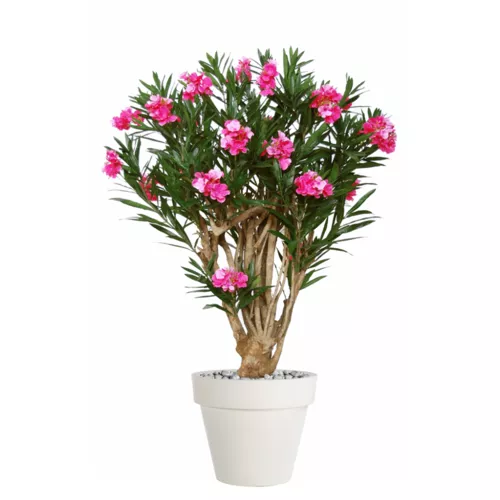 Oleander Robusta 170 cm Pink 1079002