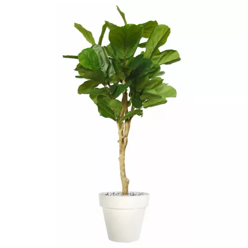 Rostlina Ficus Lyrata Wild Topiary 200 cm Green 1100014