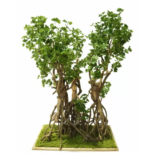 Rostlina Gynkgo Biloba Imperiale 180 cm Green 1086002