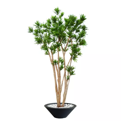 Rostlina Dracaena Reflexa Florida 260 cm Green 4008A37