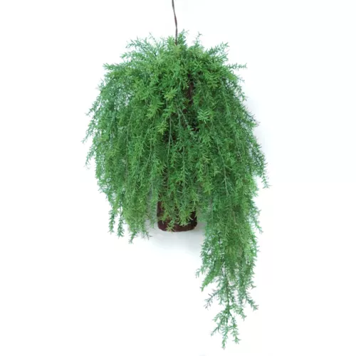 Rostlina Hanging Asparagus  80 cm  Green 5576000