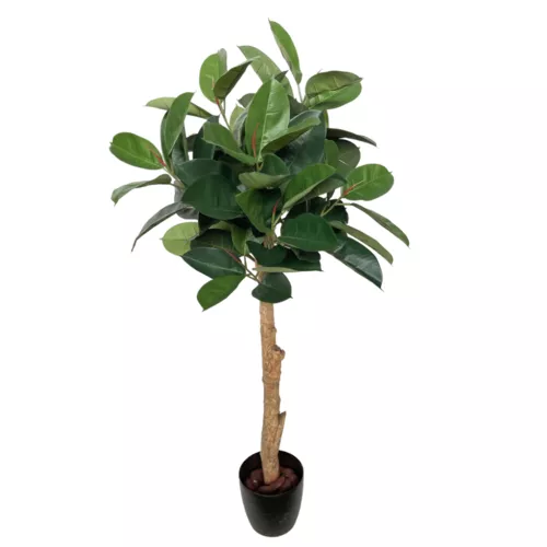 Rostlina Ficus Elastica Topiary 150 cm Green 5426013