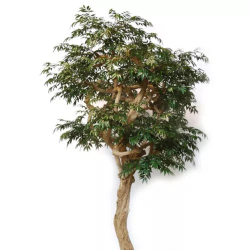 Myrsifolia Nidra Lux 320 cm Green 1068012