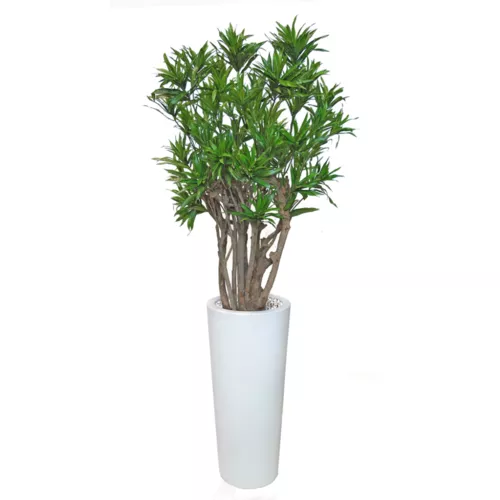 Rostlina Dracaena Reflexa Robusta 140 cm Green 4008A32