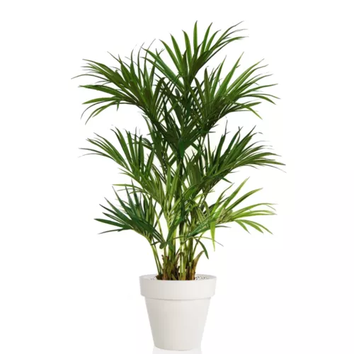 Kentia Palm Lux x 2 180 cm Green 4175004