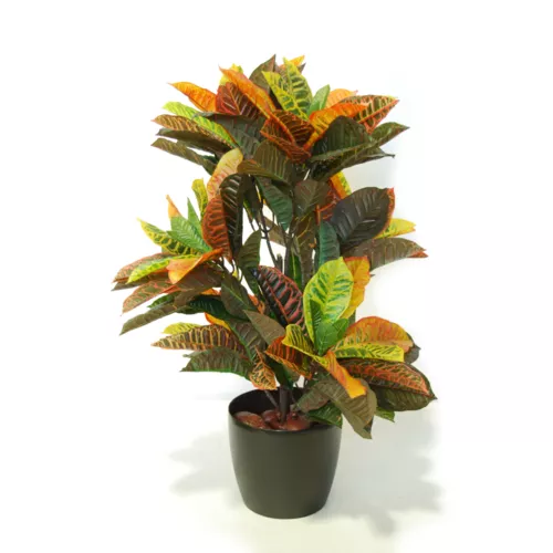 Rostlina Croton Bush 80 cm Multicolor 5507002