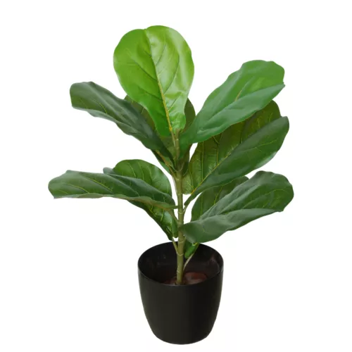 Rostlina Ficus Lyrata Wild Plant 65 cm Green 1096000