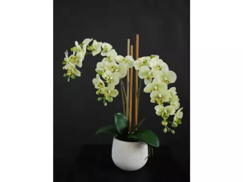 Orchidej malá limetková (5685LIM)