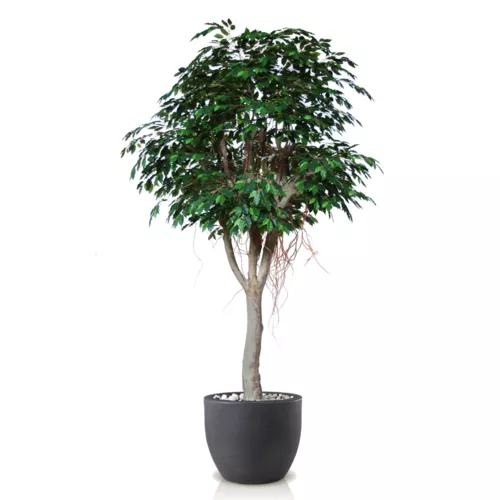 Rostlina Ficus Exotica Florence d 150 h 320 cm Green 1049054