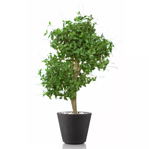 Rostlina Clematis Multistep 120 cm Green 5597001