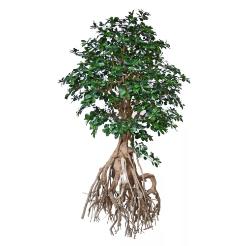 Strom Buxifolia Root Giant 250 cm Green  1095G18
