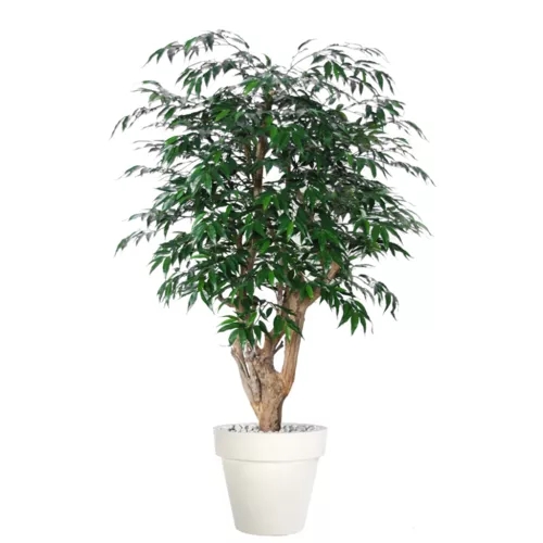 Myrsifolia Malabar 150 cm Green 1068010