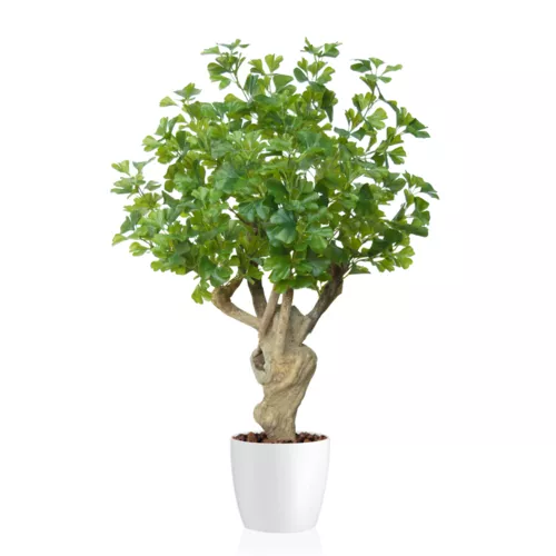 Rostlina Gynkgo Crown Mini 100 cm Green 1087006
