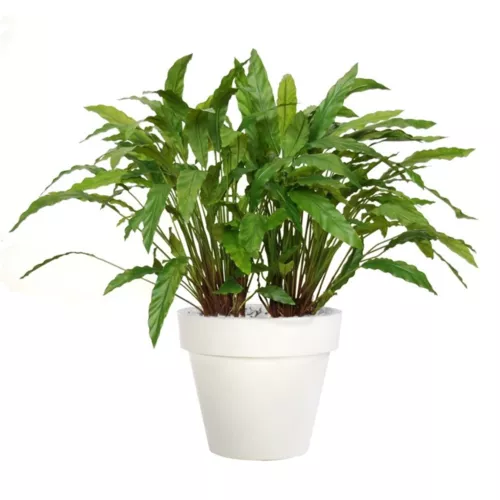 Rostlina Calathea Bush Lux 80 cm Green 5415002