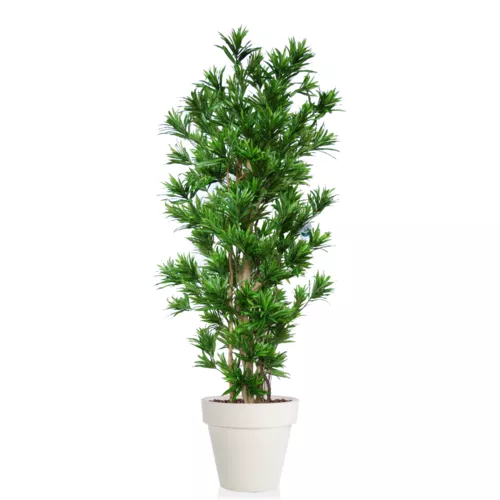 Rostlina Dracaena Reflexa Multistep 260 cm Green 4008A13