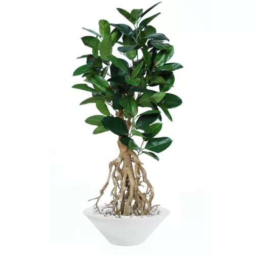 Rostlina Ficus Elastica Root 170 cm Green 5426006
