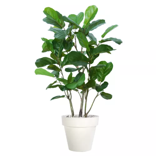 Rostlina Ficus Lyrata Wild Boschetto 150 cm Green 5658001