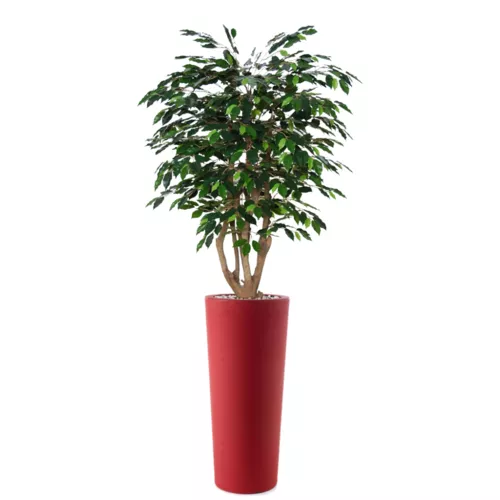 Rostlina Ficus Exotica Malabar 150 cm Green 1049026