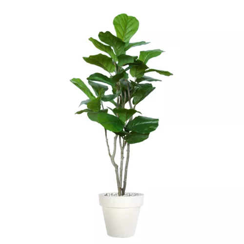 Rostlina Ficus Lyrata Wild Natural Style 200 cm Green 1100003