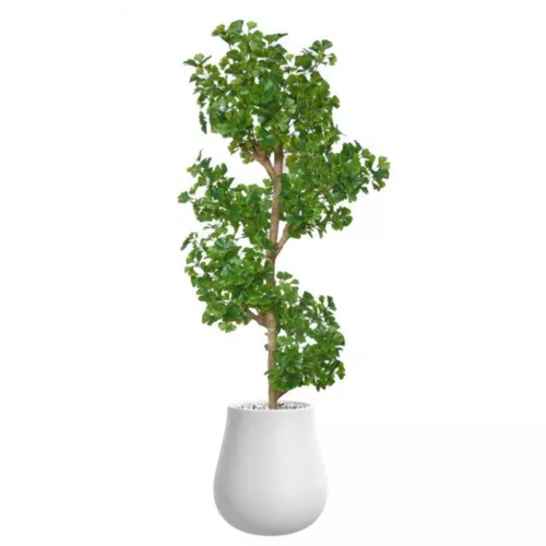 Rostlina Gynkgo Multistep 180 cm Green 1087009